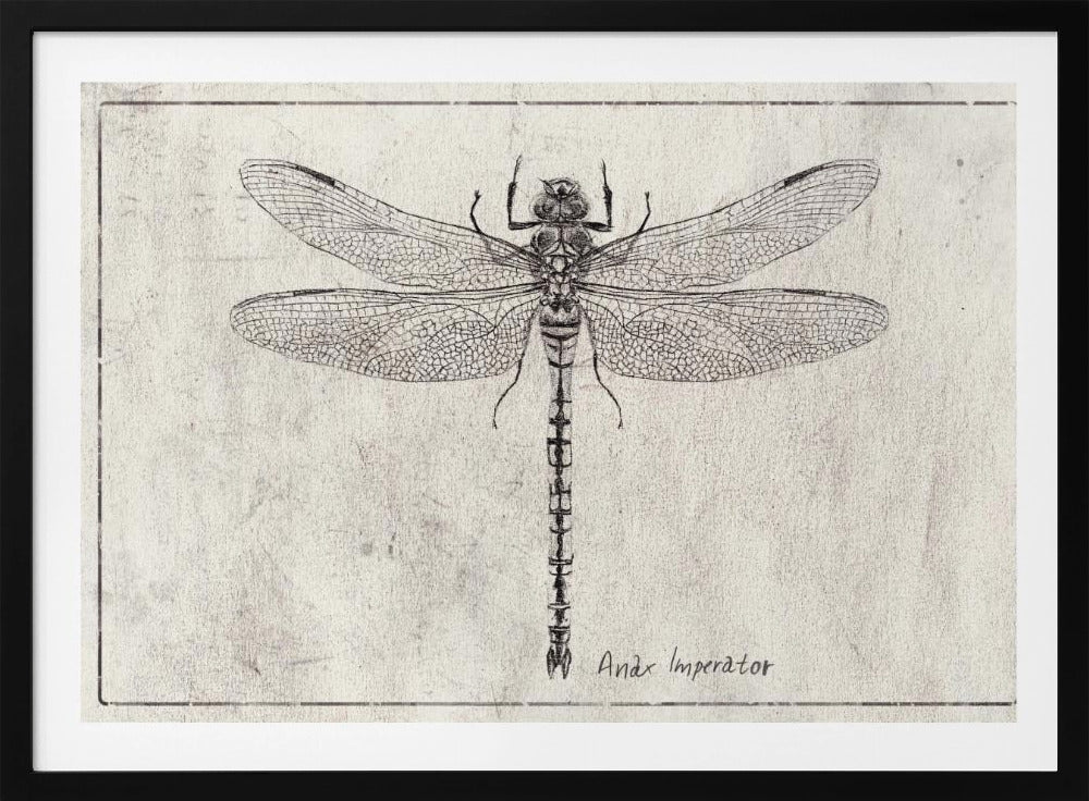 Majesteit in Vlucht Anax Imperator | Poster