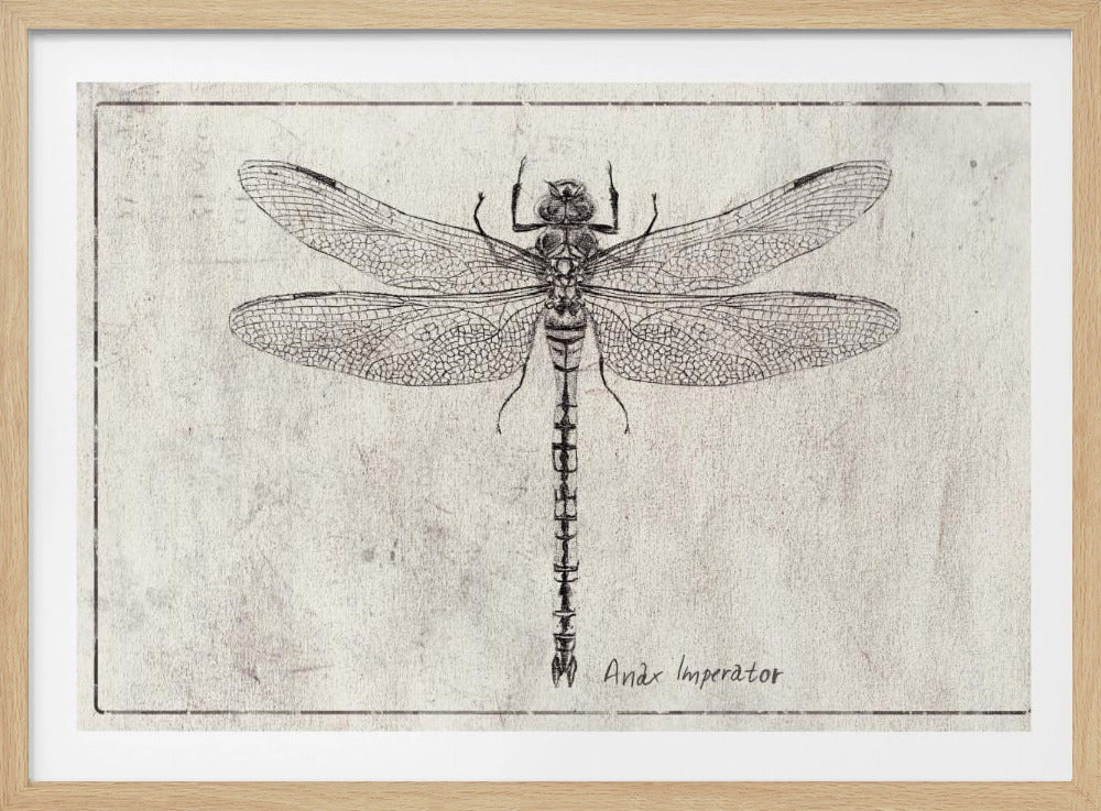 Majesteit in Vlucht Anax Imperator | Poster