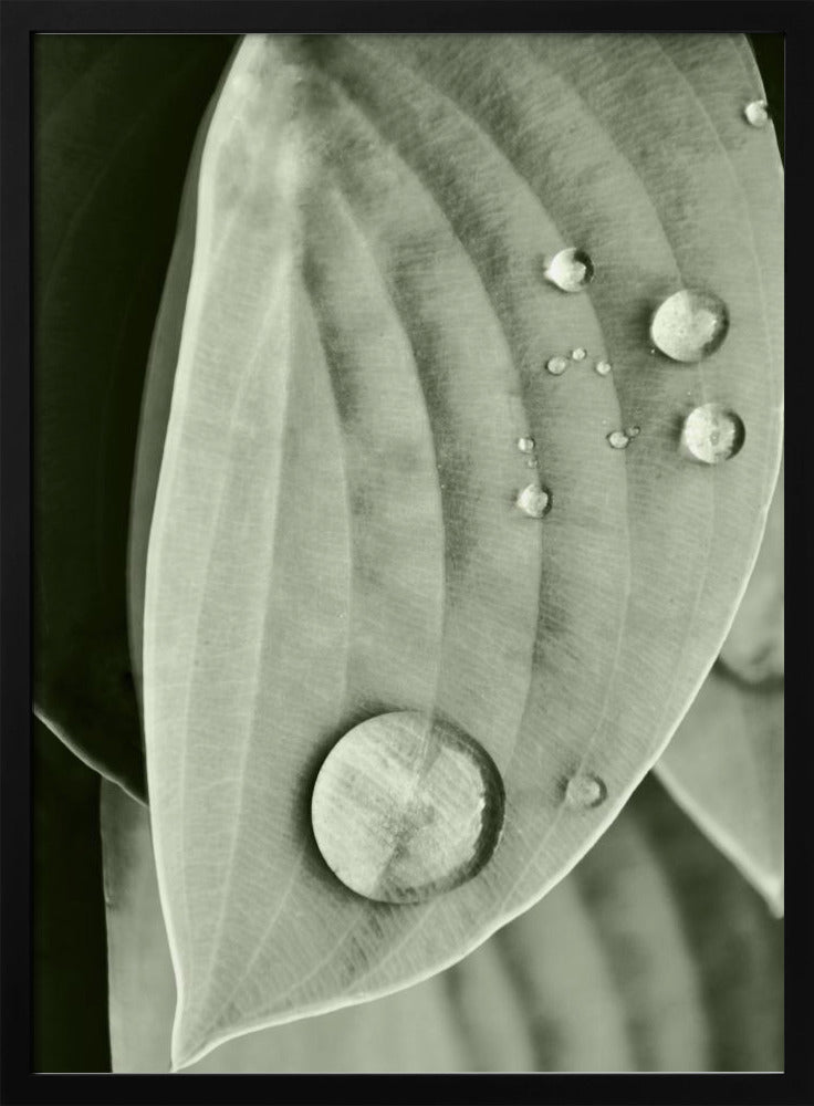 Dauw op blad elegantie | Poster