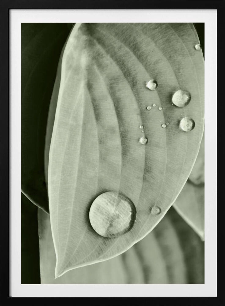 Dauw op blad elegantie | Poster