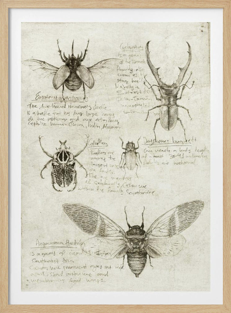 Schetsen van kevers en insecten | Poster