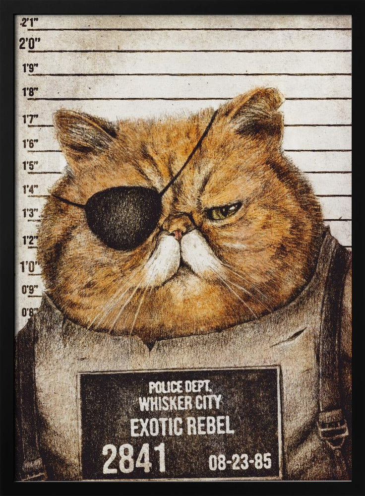 Grappige kat | Poster