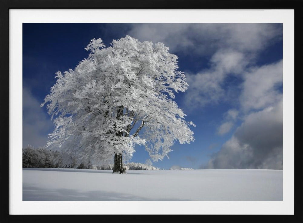 Witte Windbuche in het Zwarte Woud | Poster