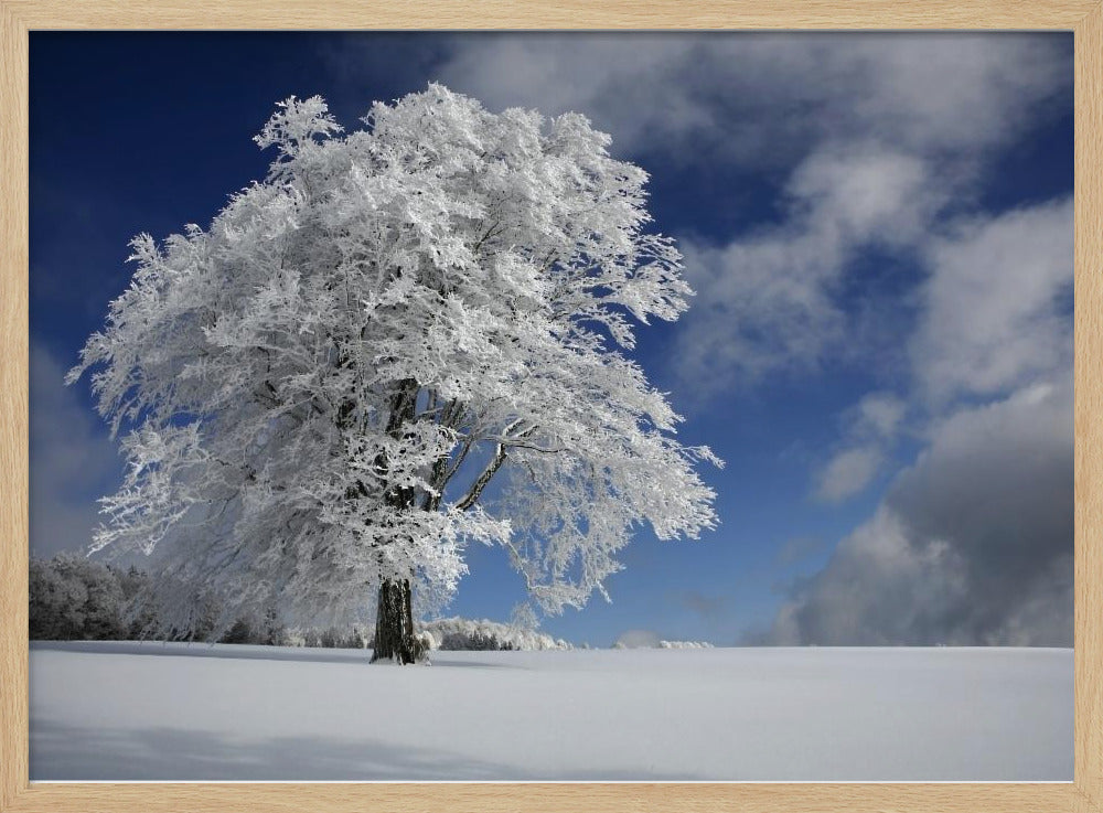 Witte Windbuche in het Zwarte Woud | Poster