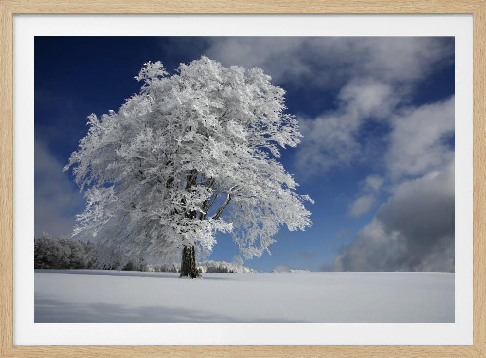 Witte Windbuche in het Zwarte Woud | Poster