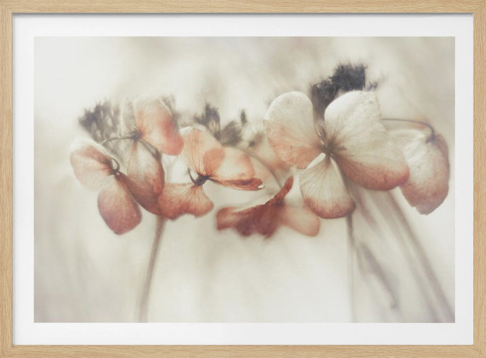 Bloeide | Poster