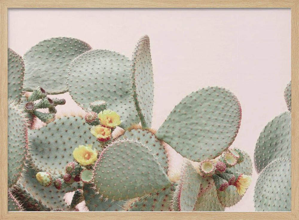 Bloeiende Cactus | Poster