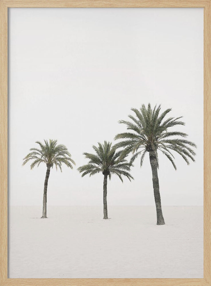 Palmen | Poster
