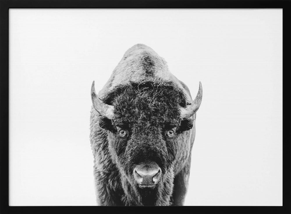 Bizon Bw | Poster