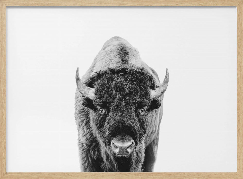 Bizon Bw | Poster