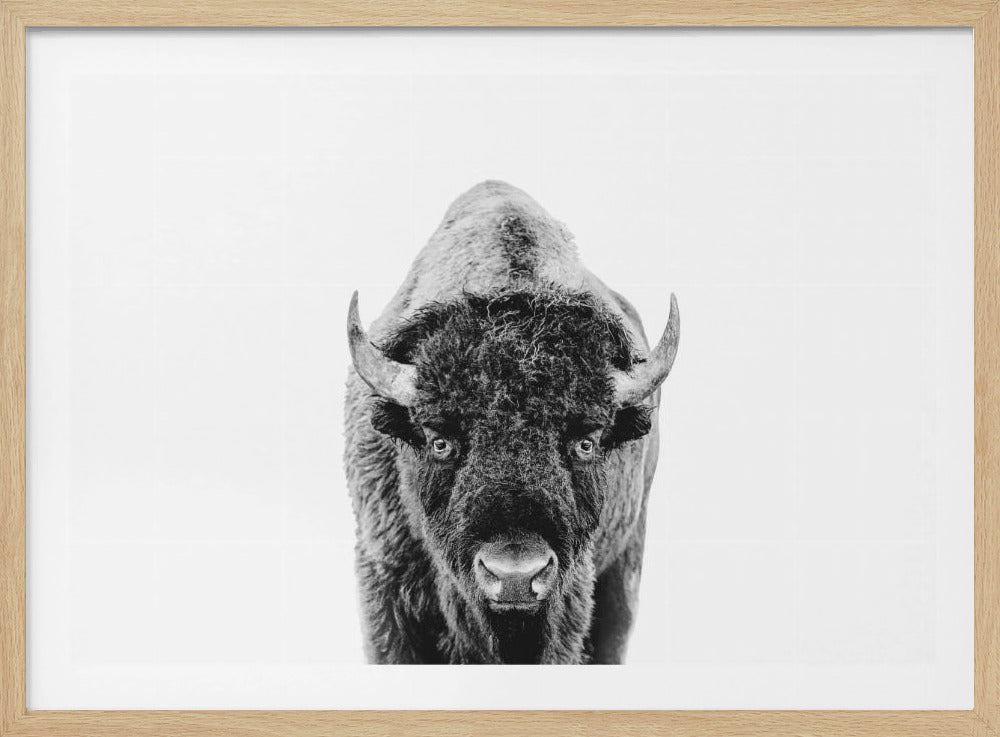 Bizon Bw | Poster
