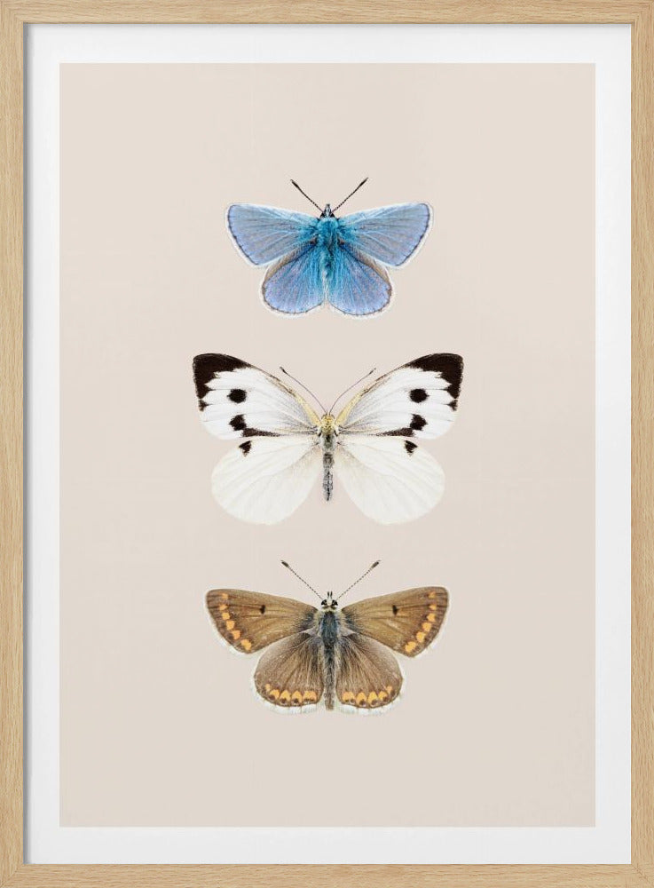 Engelse vlinders 2 | Poster
