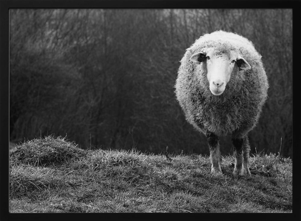 Verdwaalde schapen | Poster