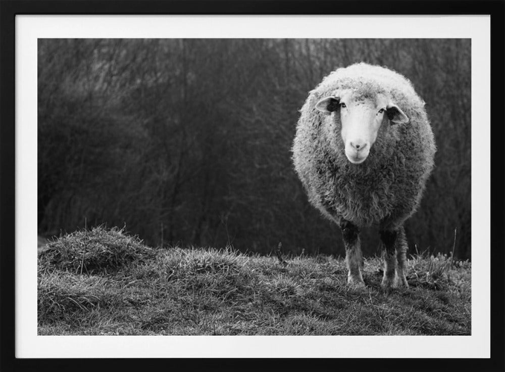 Verdwaalde schapen | Poster