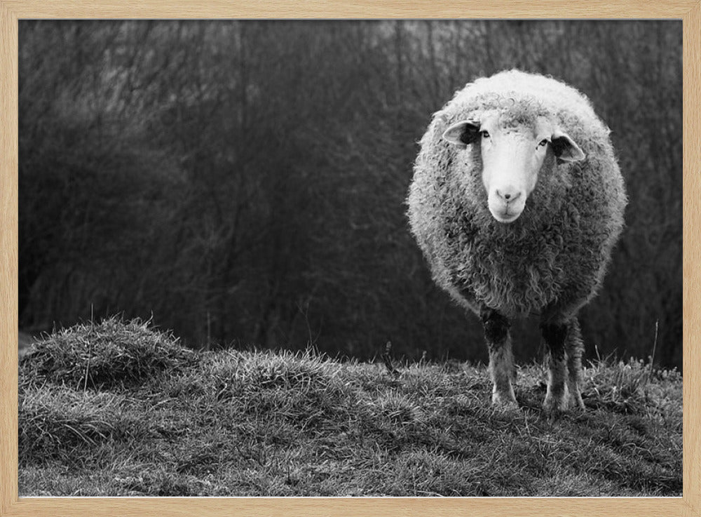 Verdwaalde schapen | Poster