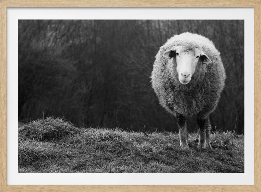 Verdwaalde schapen | Poster