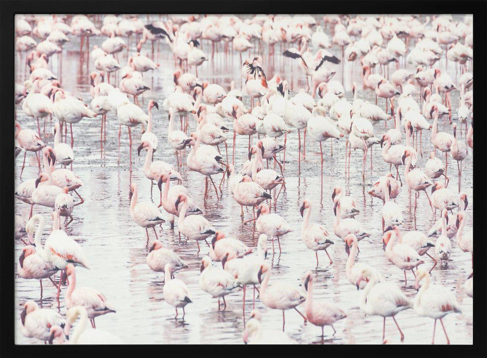 Flamingo's | Poster