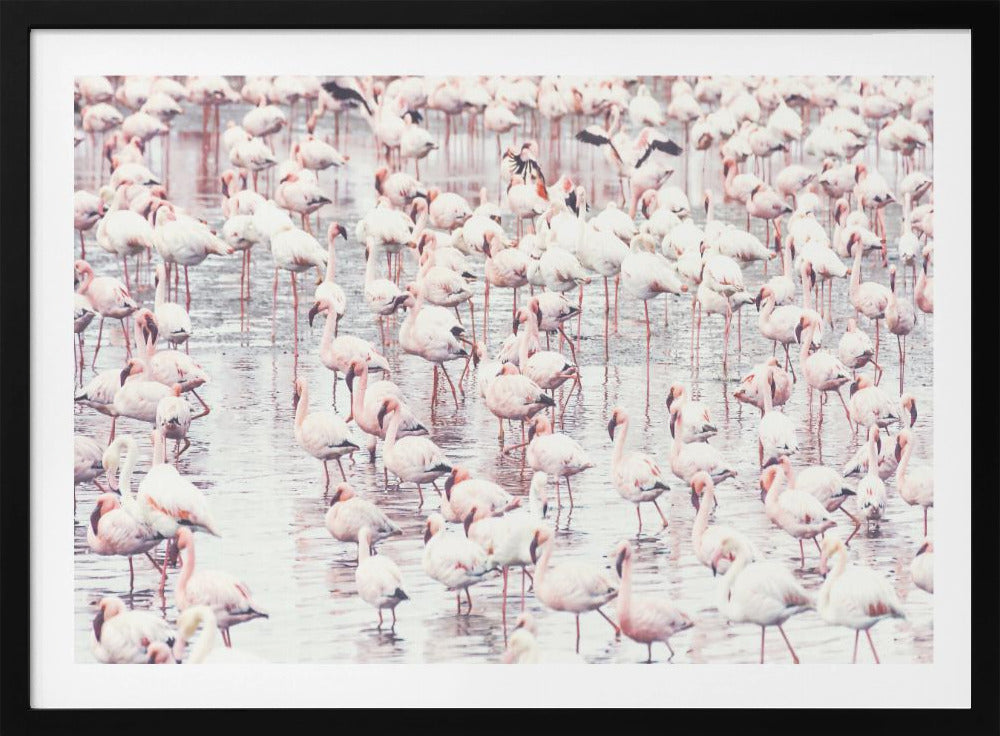 Flamingo's | Poster