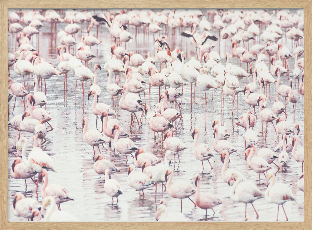 Flamingo's | Poster
