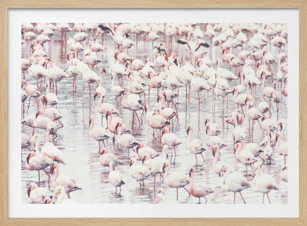 Flamingo's | Poster