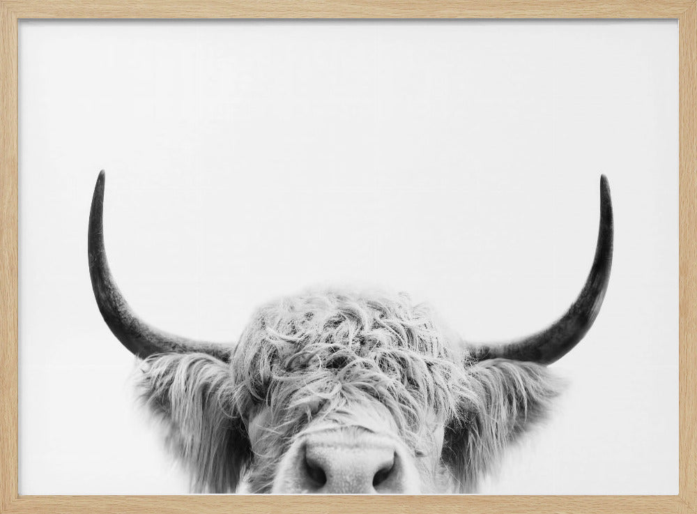 Glurende koe zwart-wit | Poster