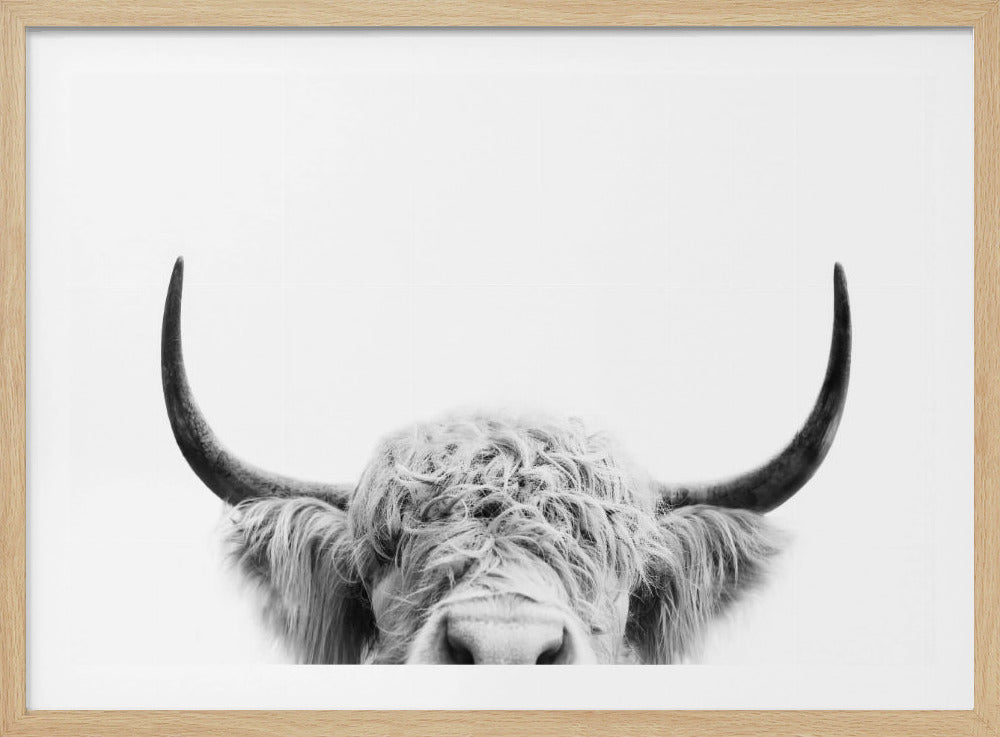 Glurende koe zwart-wit | Poster