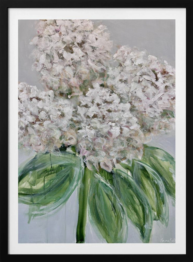Witte hortensia bloei | Poster