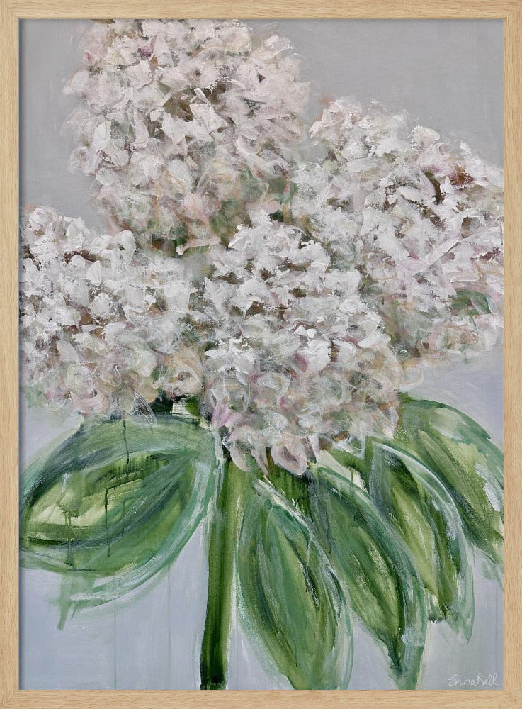 Witte hortensia bloei | Poster