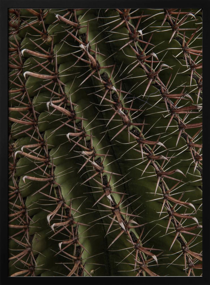 Cactustentoonstellingen | Poster