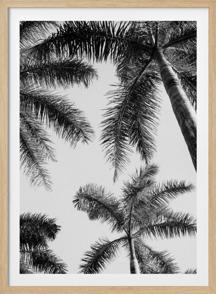 Zwart-witte palmboom | Poster