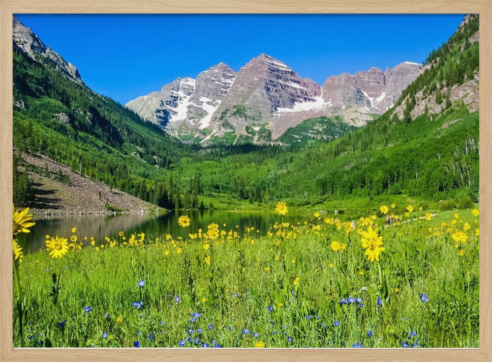 Maroon Bells Wilde Bloemen | Poster
