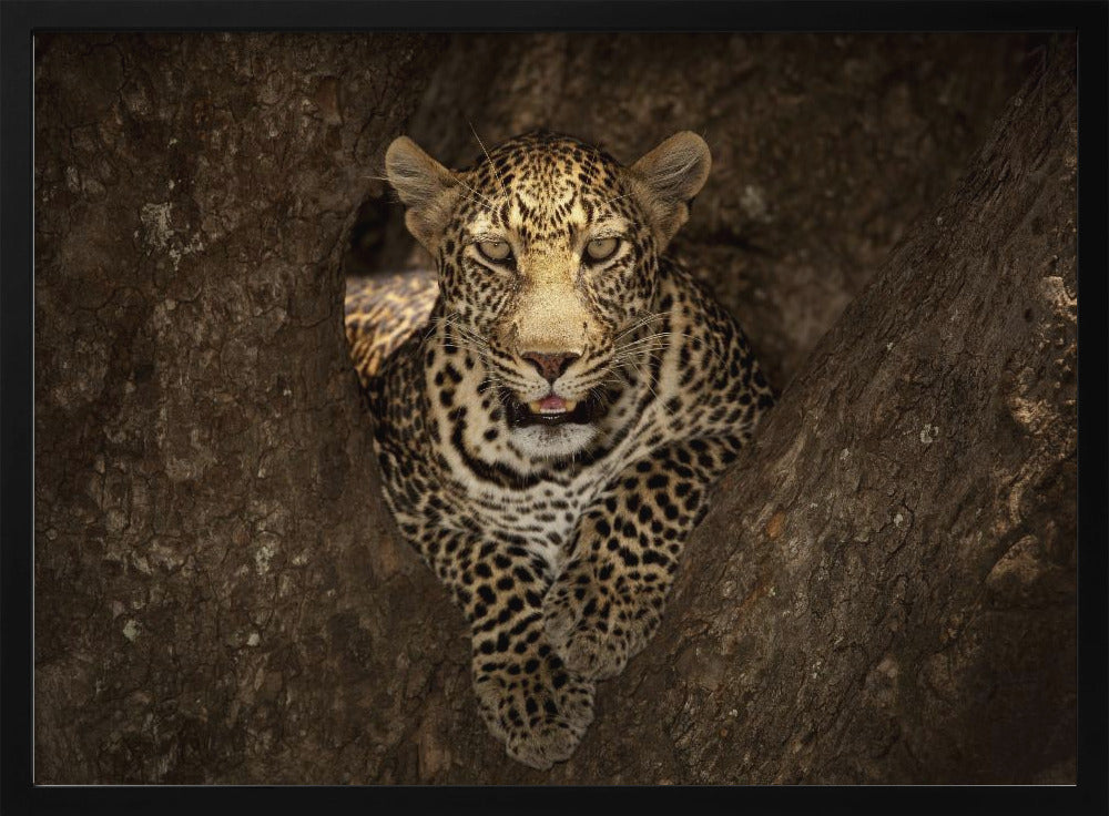 Luipaard rustend op een boom in de Masai Mara | Poster