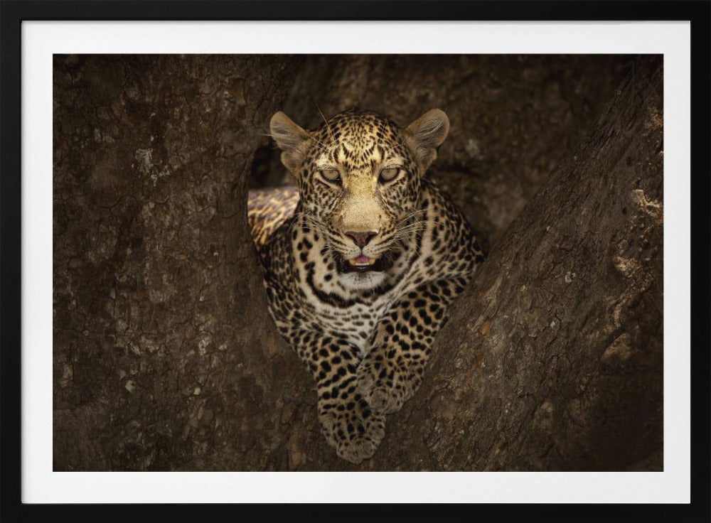 Luipaard rustend op een boom in de Masai Mara | Poster