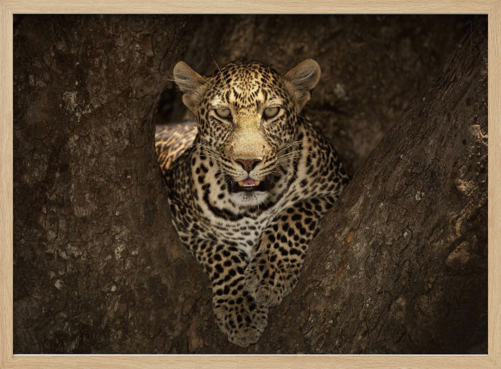 Luipaard rustend op een boom in de Masai Mara | Poster