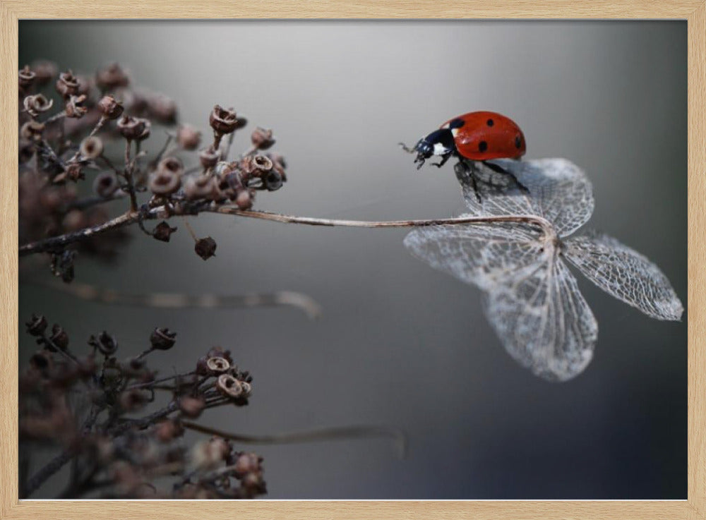 Lieveheersbeestje op hortensia. | Poster