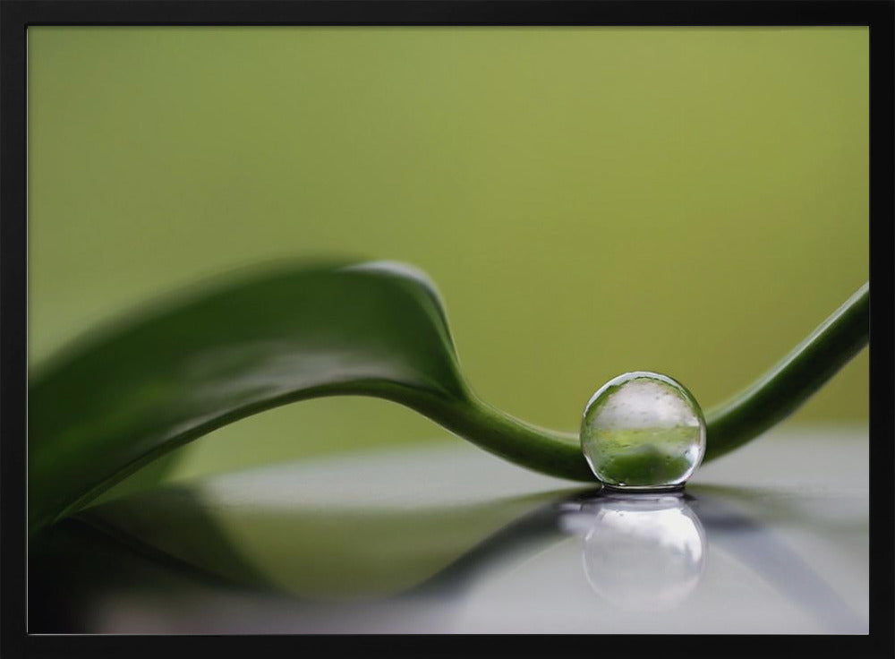 Groene harmonie | Poster