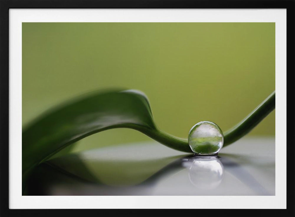 Groene harmonie | Poster