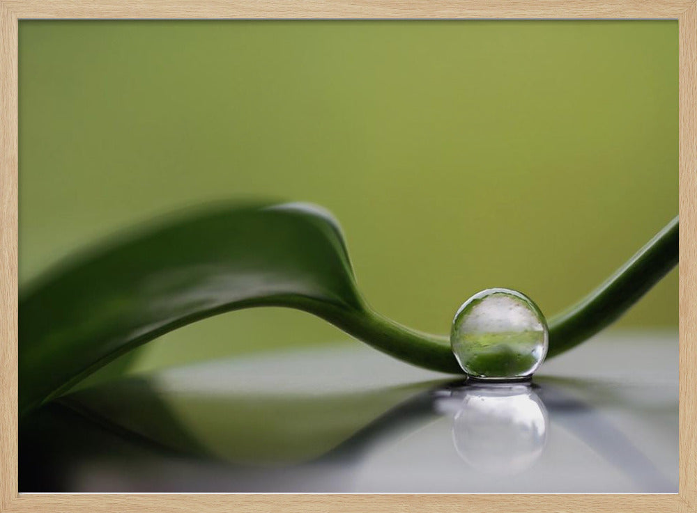 Groene harmonie | Poster