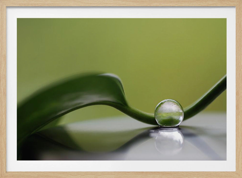 Groene harmonie | Poster