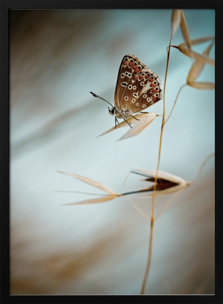 Droom in blauw | Poster
