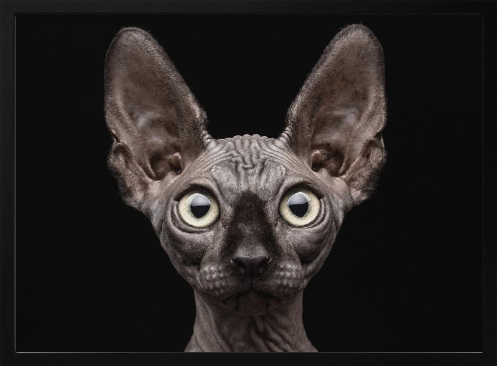 Sphynx kat | Poster