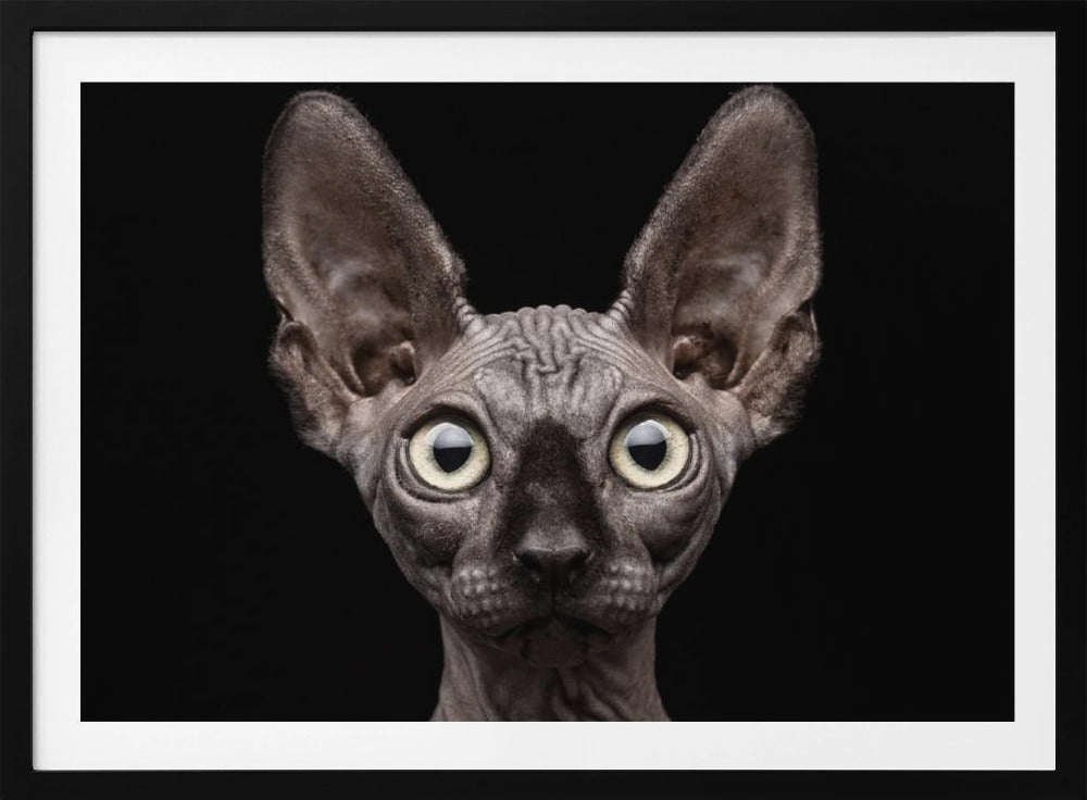 Sphynx kat | Poster
