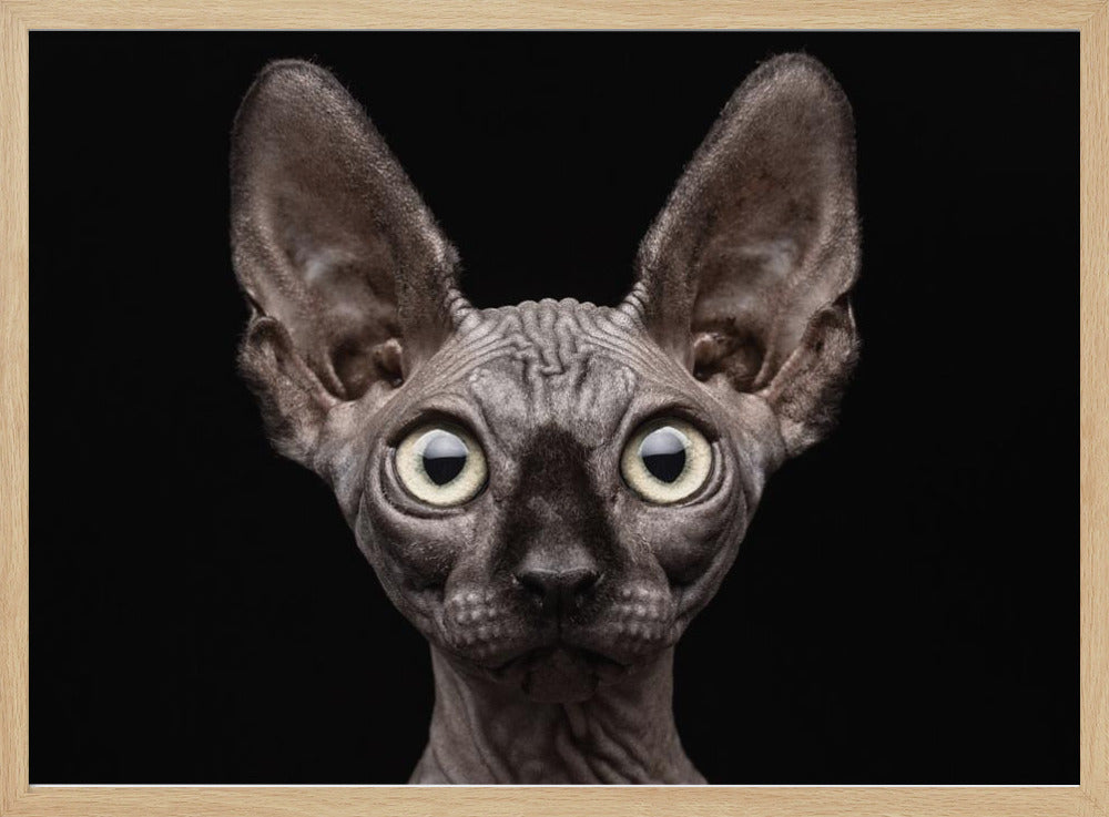 Sphynx kat | Poster