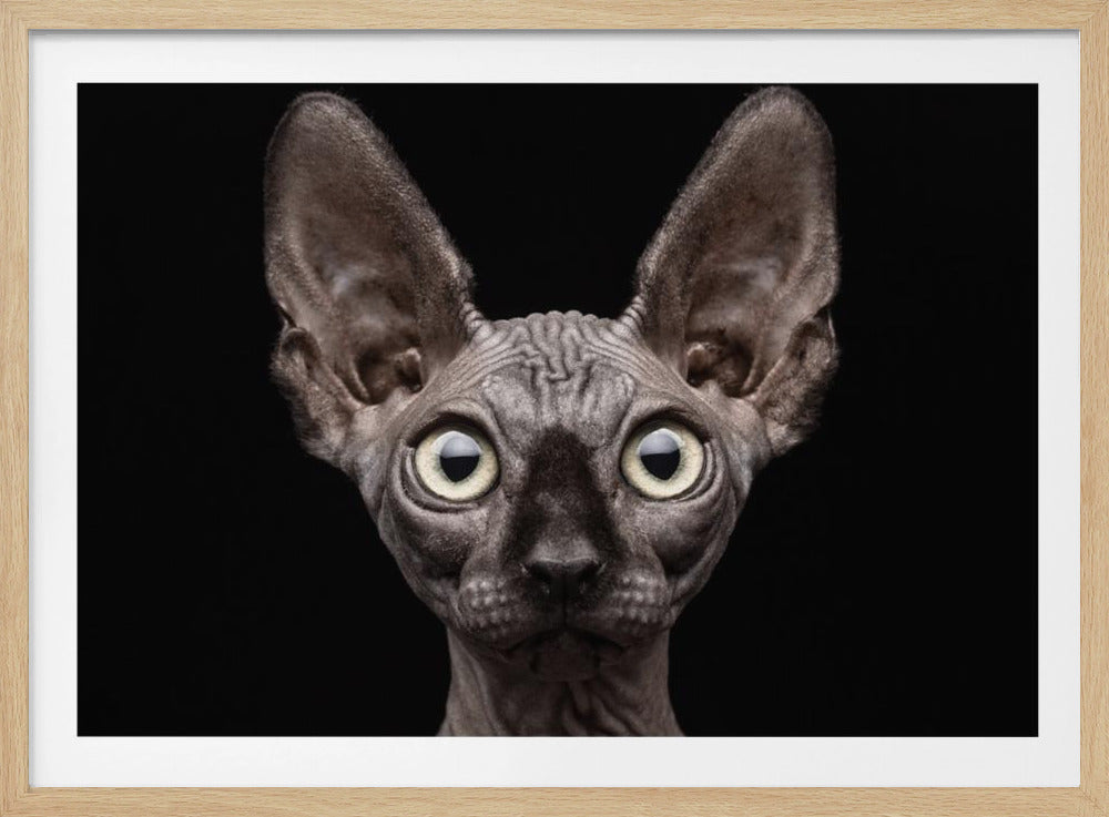 Sphynx kat | Poster