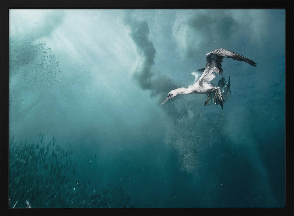duiker | Poster