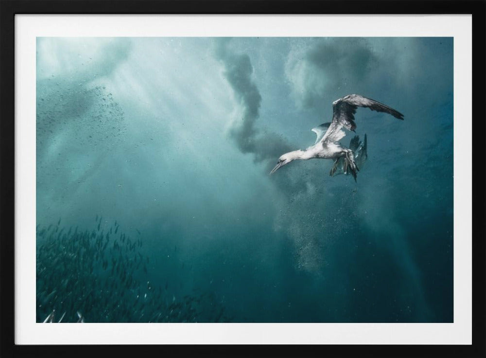 duiker | Poster