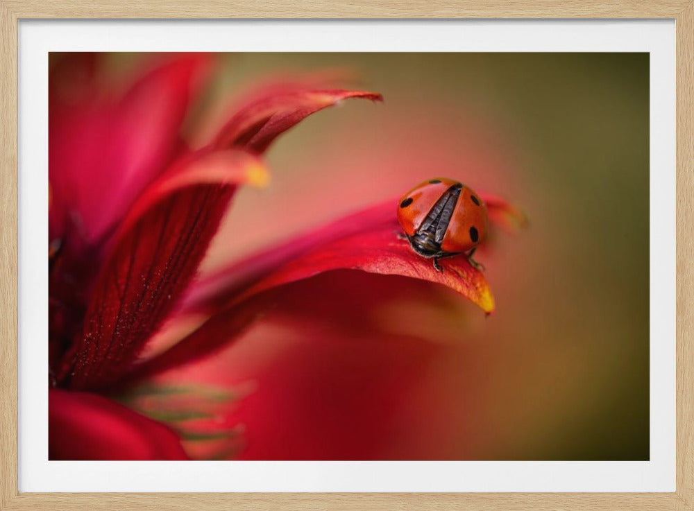 Simply red | Poster