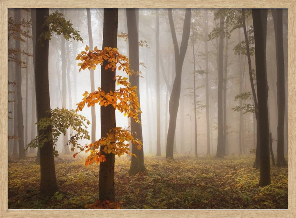 In novemberlicht | Poster