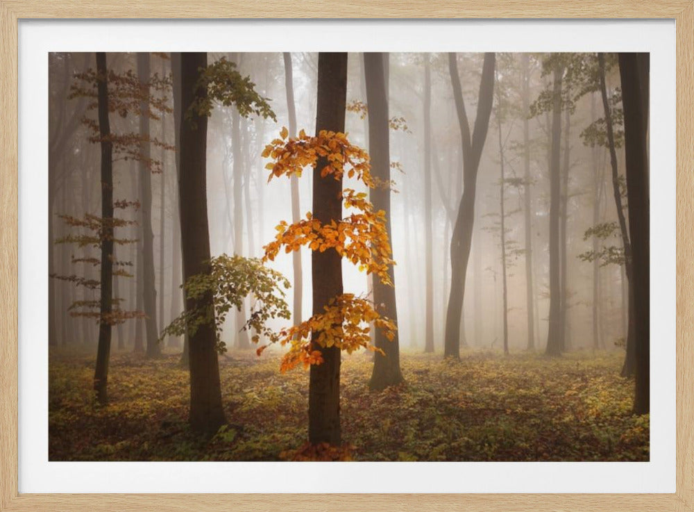 In novemberlicht | Poster