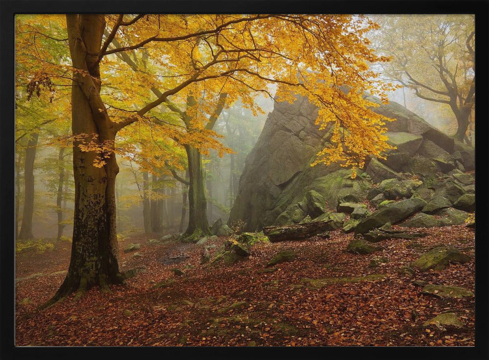 Herfstbos | Poster